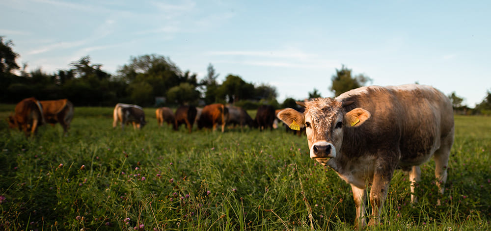 отходы животноводства